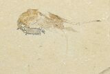 Cretaceous Fossil Shrimp - Lebanon (Back in Stock) - Photo 3